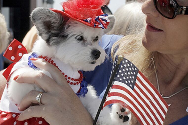 This Maltese Papillion dog in Ocean City was dressed up for Memorial Day by its owner, Sue Monahan of Marmora, N.J. (Akira Suwa/Inquirer)