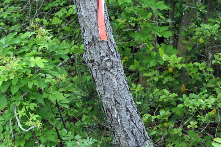 The N.J. Department of Environmental Protection says this shows "unquestionable evidence" of a southern pine beetle infestation.