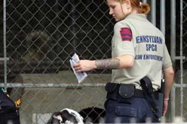SPCA agents raid a puppy mill in Lehigh County, rescuing hundreds of dogs in what may be the biggest operation of its kind ever staged by an animal protection agency in Pennsylvania. (DAVID SWANSON/Staff Photographer)
