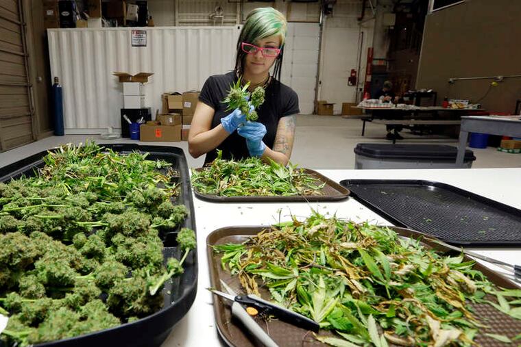 Ashley Green trims a marijuana flower at the Pioneer Production & Processing growing facility in Arlington, Wash. The state's relatively few legal marijuana shops have sold just one-fifth of the 31,000 pounds of bud harvested as of Thursday.
