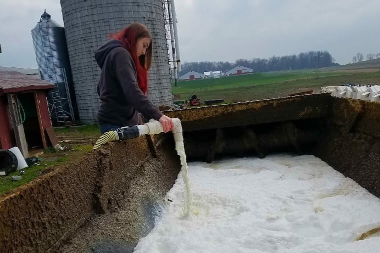 Stephanie Younker, 18, dumps out 7,000 pounds of milk — more than 800 gallons — after her family's dairy farm in Bethel, Pa., was told by its buyer that there was an oversupply of milk because of the coronavirus outbreak.