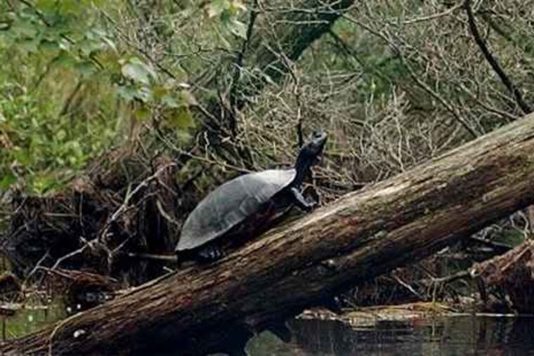 A red-bellied turtle in the Pine Barrens.