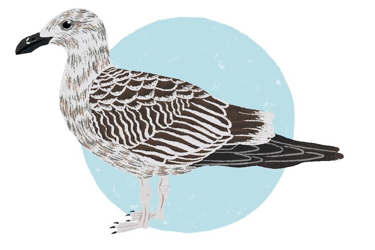 Great Black Back Gull