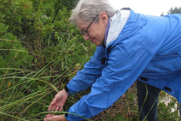 In this Sept. 4, 2012, photo, Donna Kras, a volunteer with Friends of Island Beach State Park, picks beach plums in Island Beach State Park, N.J. The plums, which grow wild at the park and along parts of the east coast from Maine to Maryland, are used in jelly, jam, ice cream and even brandy. (AP Photo/Wayne Parry)
