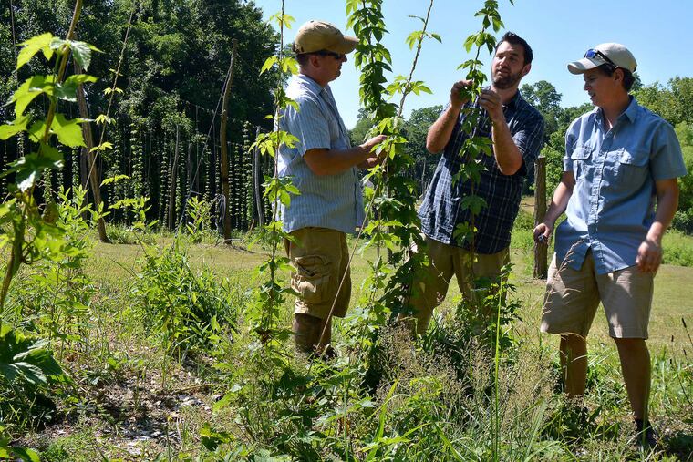Hops farmers (from left) Beau Byrtus, Art Rhea, and Marylu Hansen at their Oast House Hop Farm in Wrightstown, N.J. Even some of the region's brewers are planting hops.
