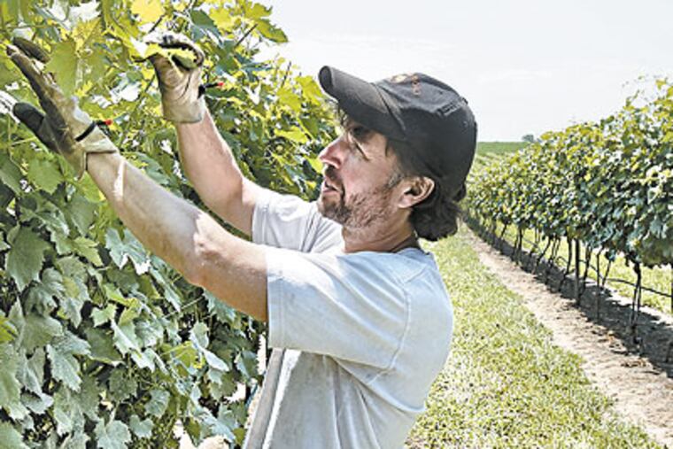 Vintner Scott Donnini says wineries are "stuck in the middle" of New Jersey's legislative stalemate. (Akira Suwa / Staff Photographer)