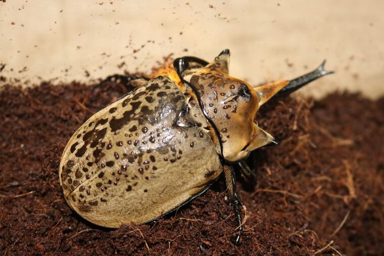 An elephant beetle, one of over a hundred species of insects on display at the Academy of Natural Sciences’ 10th annual Bugfest.