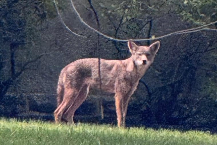 Cheltenham Township police killed a coyote after reports the animal was attacking residents in the Wyncote area. The coyote has tested positive for rabies, police said this week.