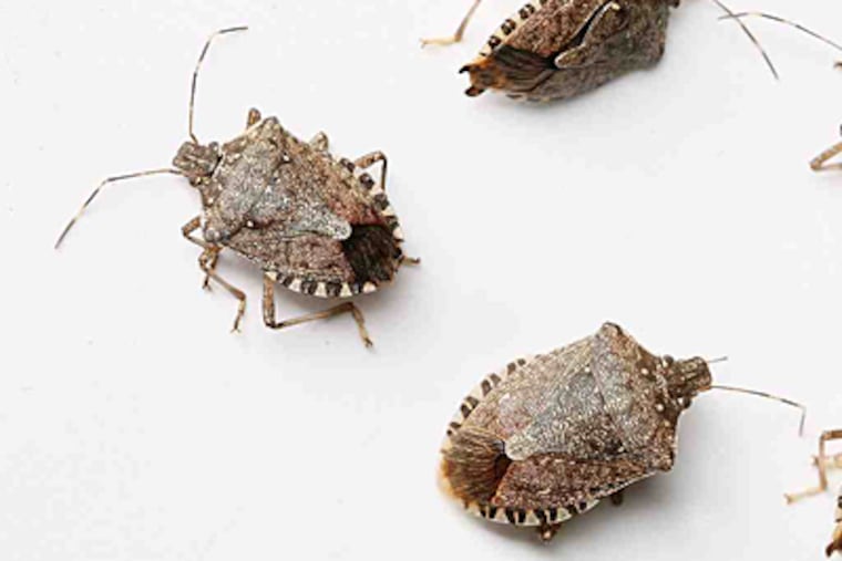 The Asian brown marmorated stinkbug is voracious and hard to eradicate. (Kyle Green/The Roanoke Times)