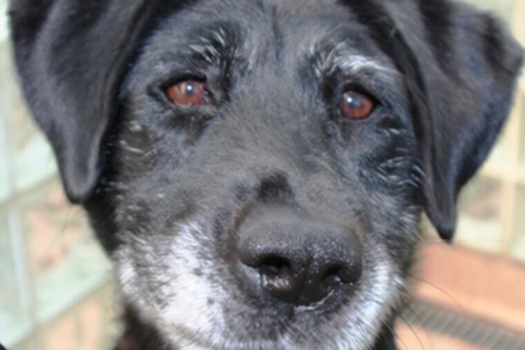 Janie is a 3-year-old Labrador mix.
