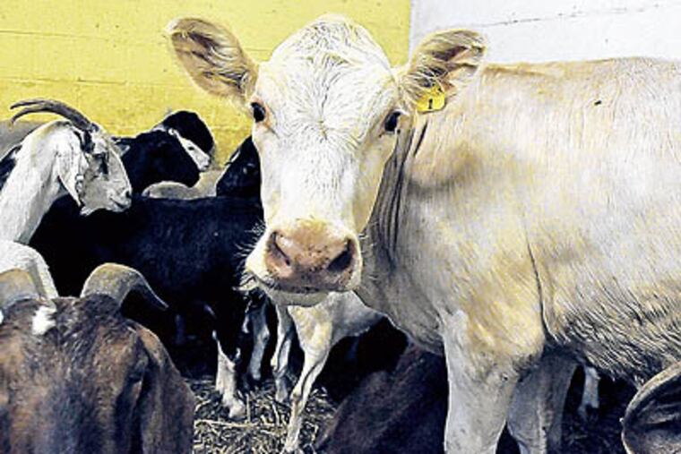 An undated photo shows the white cow escaped from Madina Poultry in Upper Darby, Pa., during loading Saturday, June 18, 2011. The cow, destined for slaughter, spent an hour on the loose before being recaptured. (AP Photo / Colin Kerrigan / Delaware County Daily Times)