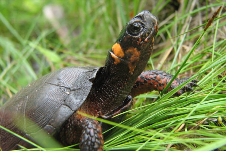 Gov. Phil Murphy signed legislation Monday June 18, 2018 naming the bog turtle the first state reptile.