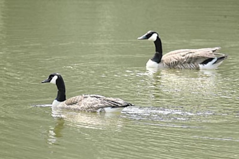 Canada geese swim in Laurel Acres Park, Mount Laurel. Residents wonder what to do with the birds that are making a mess of the town park. (AKIRA SUWA / Staff Photographer)