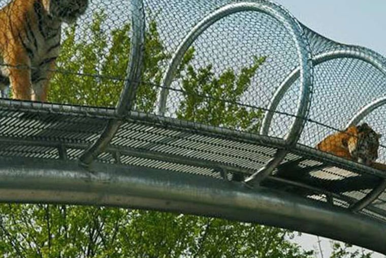 The Philadelphia Zoo's Big Cat Crossing, featuring a 330-foot-long mesh overhead enclosure, opens Saturday as part of an extension of the Zoo360 Animal Exploration trail.