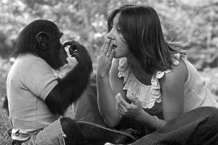 Nim Chimpsky, left, the star of "Project Nim."