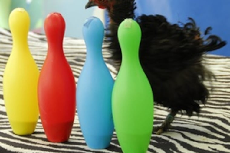 A chicken encounters something new at the zoo.