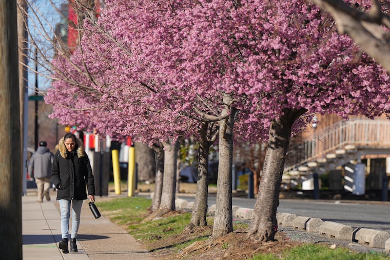 Ninoska Wong Shing walks past cherry blossom trees, bundled in a winter coat, on a cold day last spring. The region is under a freeze watch Tuesday into Wednesday.