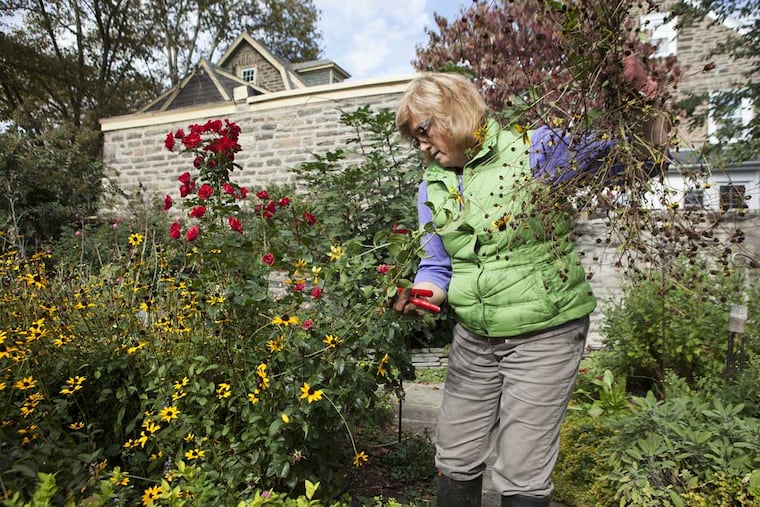 Virginia "Ginny" Smith tends to black-eyed susans in her East Falls garden for the annual fall cleanup.