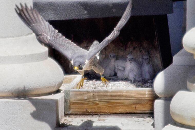 A mother peregrine falcon at the nest where she is caring for four baby falcons hatched in late April. (Alejandra A. Alvarez/Staff)