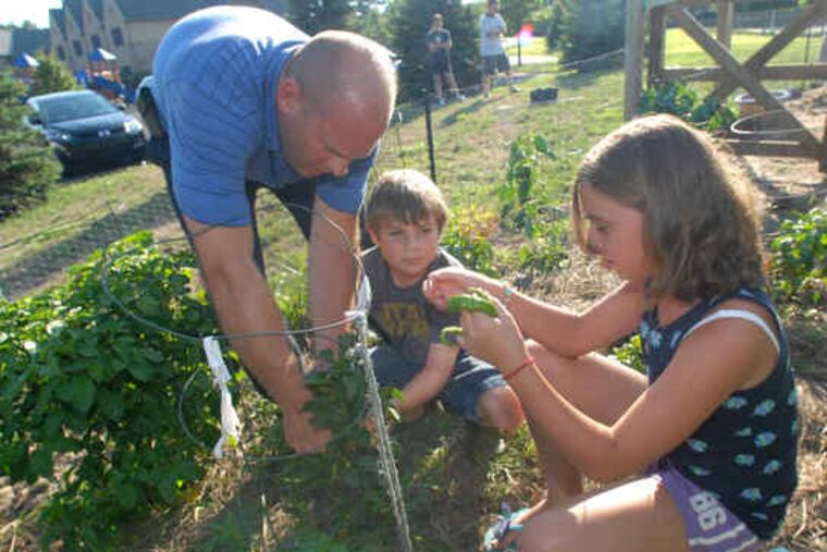 At Congregation Beth Or in Maple Glen, garden cofounder Mitch Diamond harvests produce with help from son Matthew, 8, and daughter Hannah, 10. At left, a congregant adds to a basket of just-picked vegetables. About 24 members of the congregation from ages 4 to 85 have worked on the garden, donating soil, building a fence and gate, tilling, and harvesting.