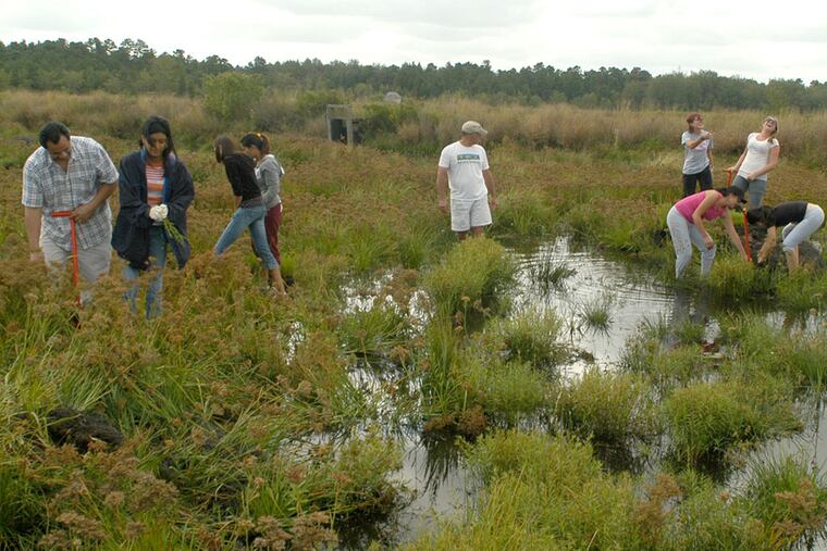 Summer volunteers work at the Franklin Parker Preserve. The Zemel acquisition in Woodland Twp. expands this preserve. (New Jersey Conservation Foundation)