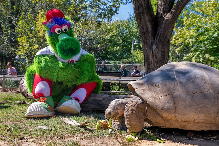 The Phillie Phanatic stops in to see his old pals, the Western Santa Cruz Galápagos tortoises at the Philadelphia Zoo Thursday, Sept. 11, 2025.
