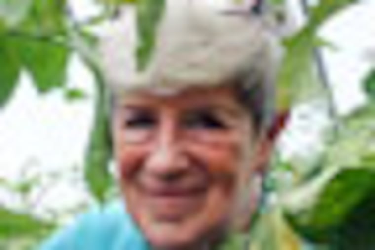 Steveanna Wynn, Executive director of SHARE, between the tomato plants at the SHARE farm in Philadelphia ( SHARON GEKOSKI-KIMMEL / Staff Photographer )