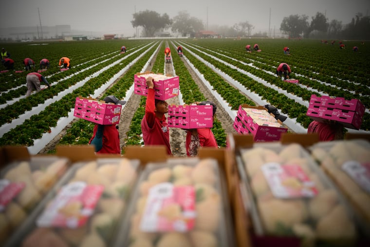 A fruit harvest in Lakeland, Fla. in February. Early heat prompted some domestic crops to begin blossoming early, leaving them exposed to frosts this spring.