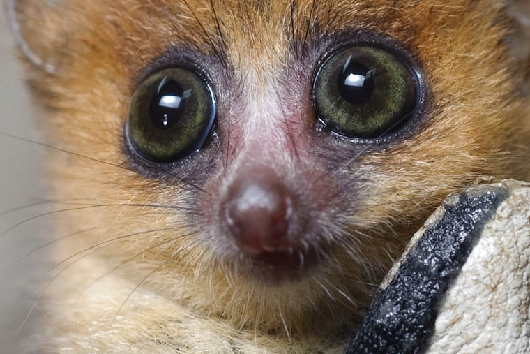 As shown in the IMAX film "ISLAND OF LEMURS: MADAGASCAR," Mouse lemurs, like all lemurs, are indigenous to Madagascar. (MCT)