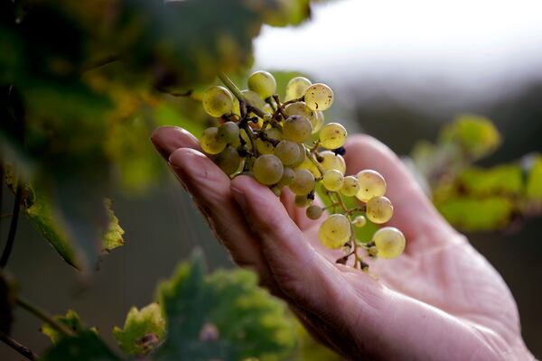 Wine review: Ruffino Orvieto Classico