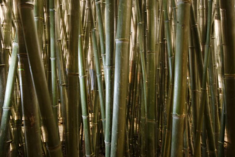 Bamboo. (Michael S. Wirtz / Staff Photographer)