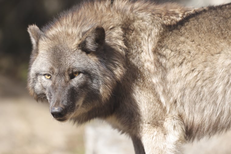 Bounties for killing the eastern wolf started in the late 17th century and persisted until the animal disappeared, sometime in the late 19th century.