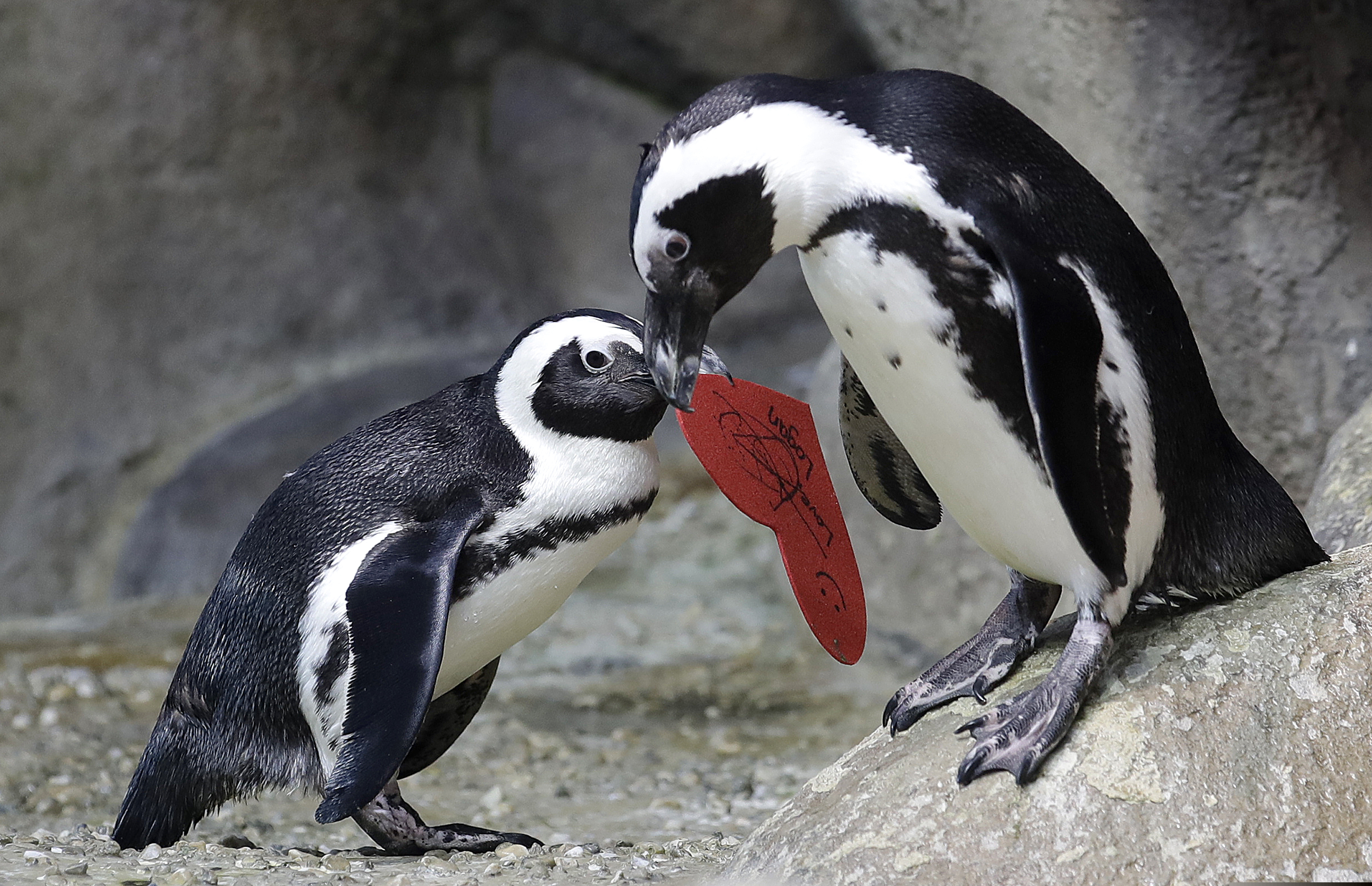 An African penguin carries a heart shaped valentine handed out by aquarium biologist Piper Dwight to its nest at the California Academy of Sciences in San Francisco, Tuesday, Feb. 12, 2019. The hearts were handed out to the penguins, who naturally use similar material to build nests in the wild.