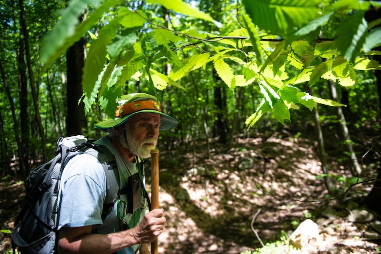 Mike Manes, 78, looks for chestnut trees on the Pulpit Rock and Pinnacle Loop trail in Hamburg, PA on Wednesday, June 8, 2022. The chestnut tree population is being decimated by a blight that first appeared in 1904. Manes is a volunteer for the Pennsylvania chapter of the American Chestnut Foundation which is working to restore eastern U.S. forests with healthy American chestnuts trees.