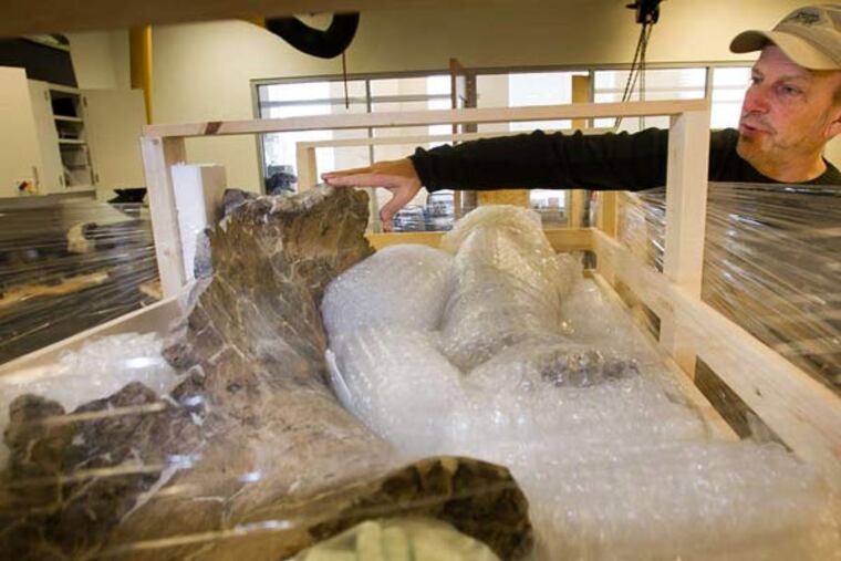 Paleontologist Ken Lacovara points to the pubis bone of Dreadnoughtus schrani being prepared at Drexel University for shipment to Argentina, where the skeleton was found.