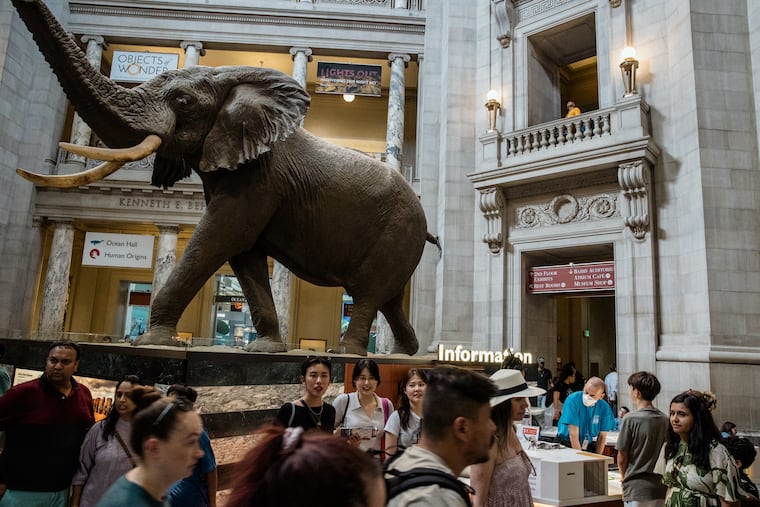 A person wearing a mask works the information desk of the Natural History Museum in Washington D.C. last week.