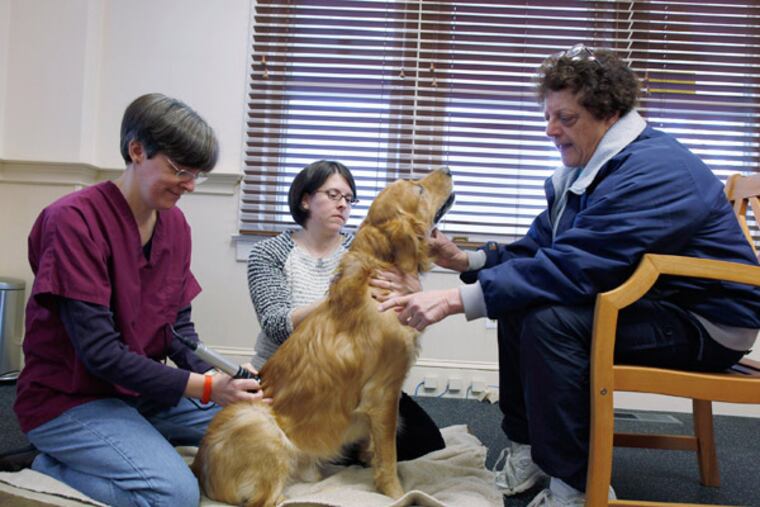 Antonio, a golden retriever, gets treatment from veterinarian massage therapist Lisa Madison (left), Rebecca Fulton, and owner Bea Fabrizio. (Michael S. Wirtz / Staff Photographer)