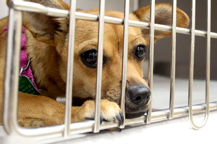 A dog available for adoption last month at the ACCT Philly shelter in Feltonville.