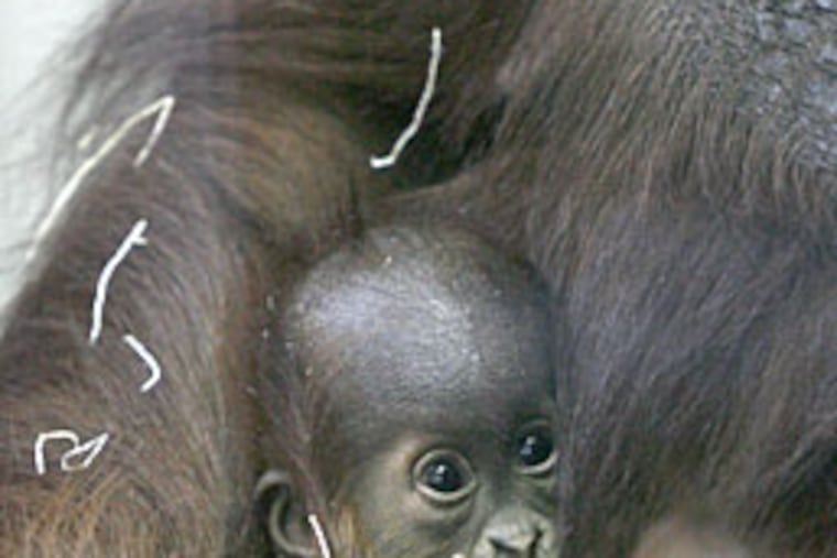 Tua, a 17-year-old Sumatran orangutan, holds her baby.