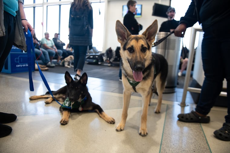 Seeing eye dogs in training take a break in one of the terminals at Philadelphia International Airport during a training day last year. Only about 5% of blind people have guide dogs and nobody ever asks actual blind people why they do not, writes David Wannop.