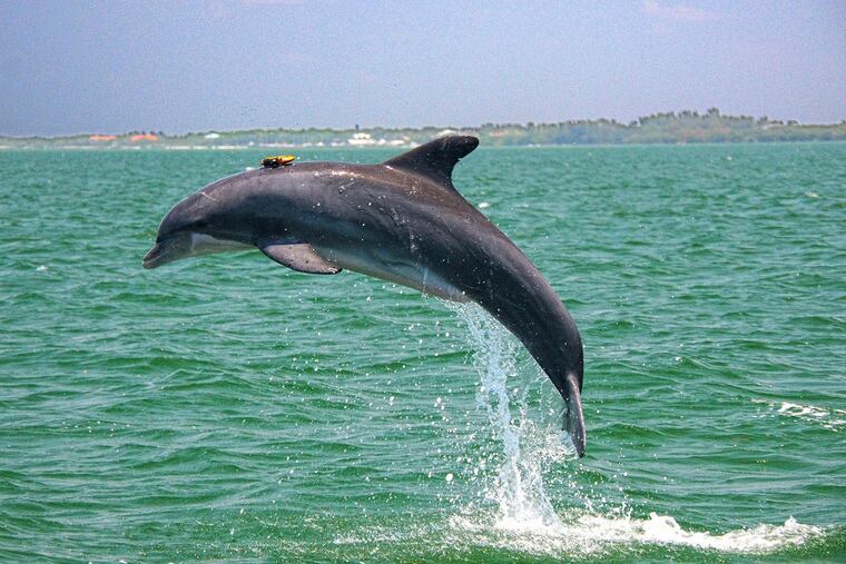 Some dolphins use toxins from puffer fish to catch a buzz.