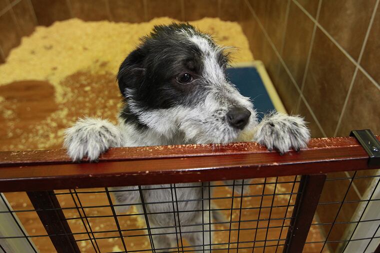 Polo, a black and whiter terrier-mix, watches and waits for someone to take an interest in her and take her home. PetsPlus plans to convert all 10 of their area stores in PA and NJ from using puppies purchased from dog brokers to getting puppies from rescues.