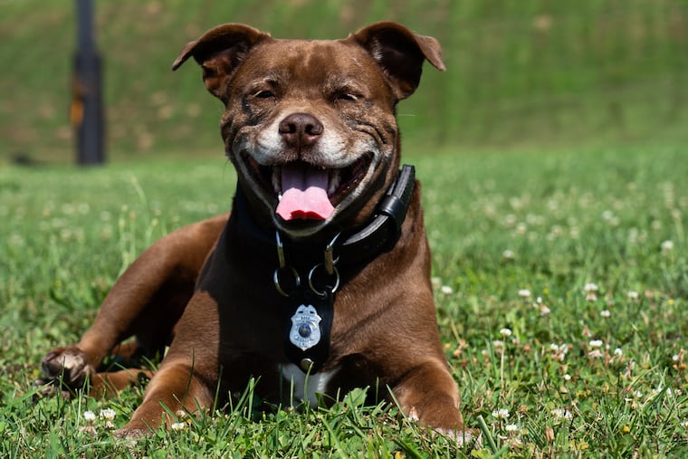 Rescue-dog-turned-K-9 cop Halo catches some rays in the park across the street from the Upland police station she calls home.