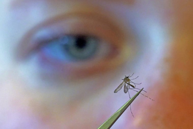 A municipal biologist examines a mosquito in Salt Lake City on Aug. 26, 2019.