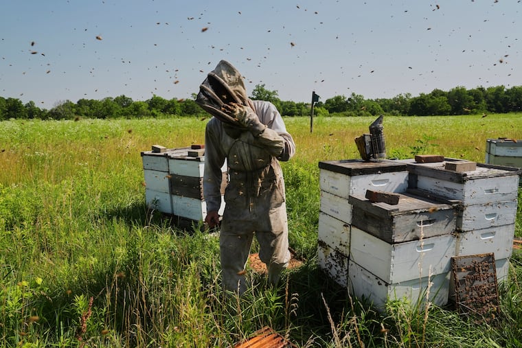 Isaac Barnes works with his honeybee hives in June in Williamsport, Ohio.