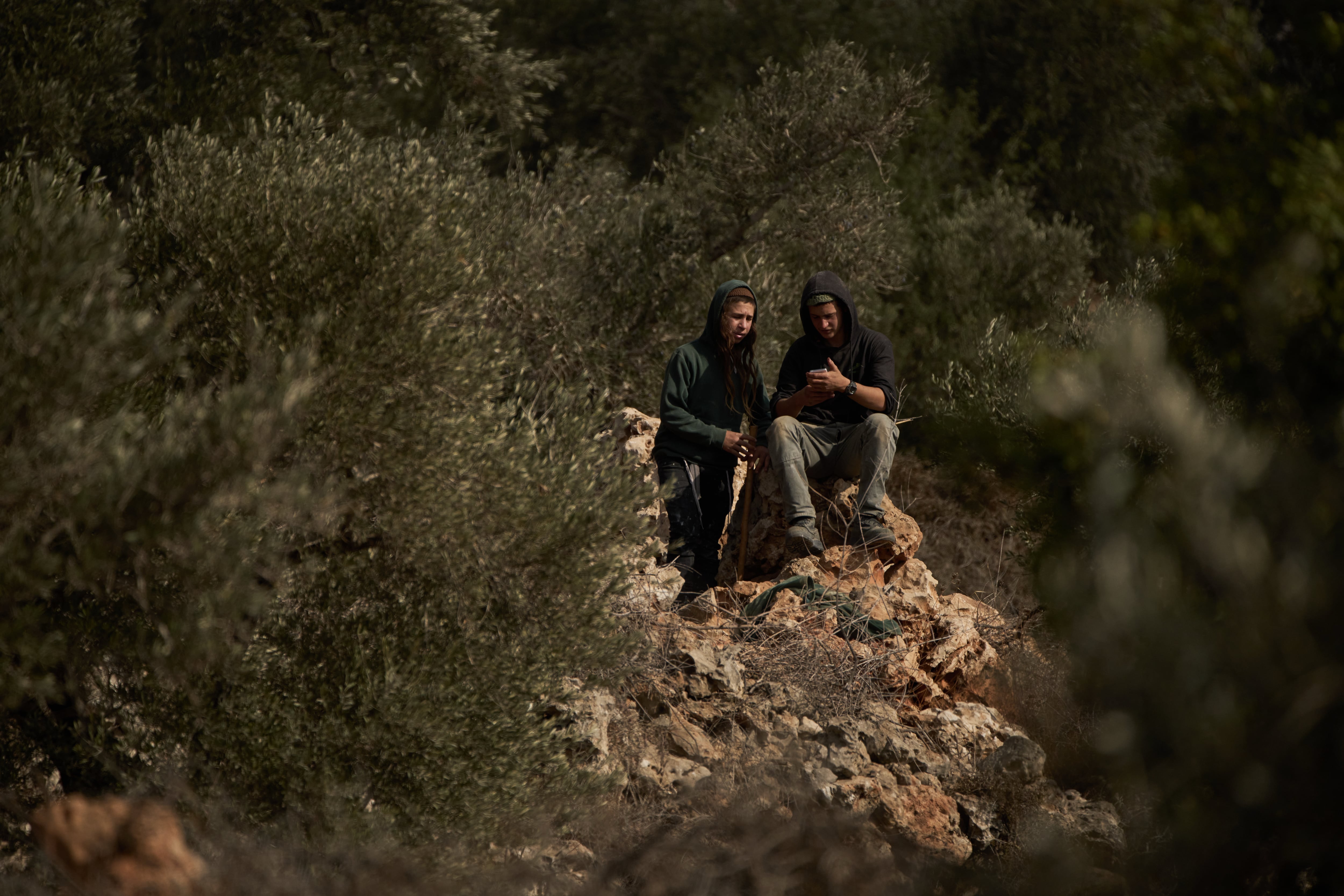 Reports Describe Surge in Settler Attacks During West Bank Olive Harvest