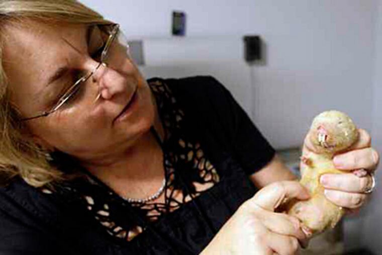 Naked mole rats are becoming more popular in research laboratories, surprising scientists with their ability to live up to 30 years and their potential to offer insights into human health. (Associated Press)