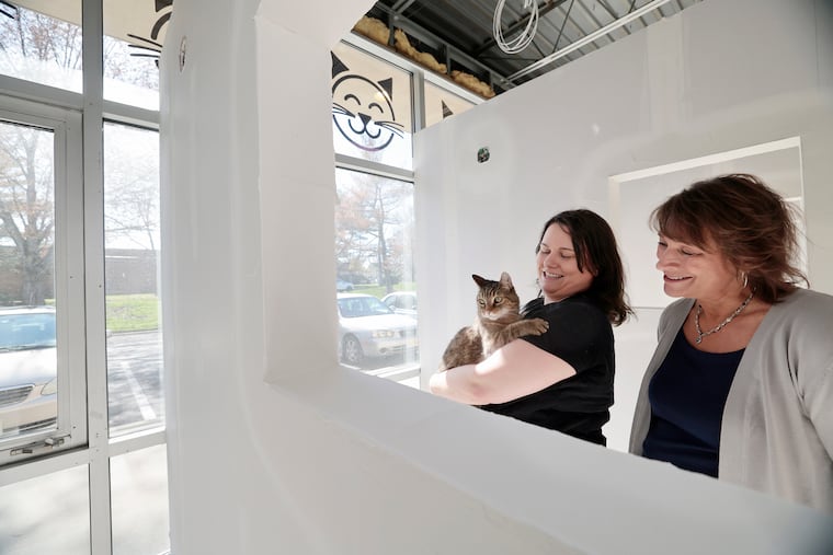 The Happy Cat Hotel & Spa executive groomer Cat Shemeley with her 15-year-old-cat, Dr. House, and owner Diane Kane (right) check on the progress at the still under construction 33-room facility in Mount Laurel.