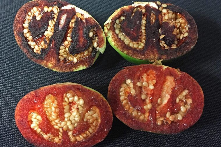 The whitish-green unripe fruit of this plant turns bloody red when sliced open. When ripe, it is hard as bone.