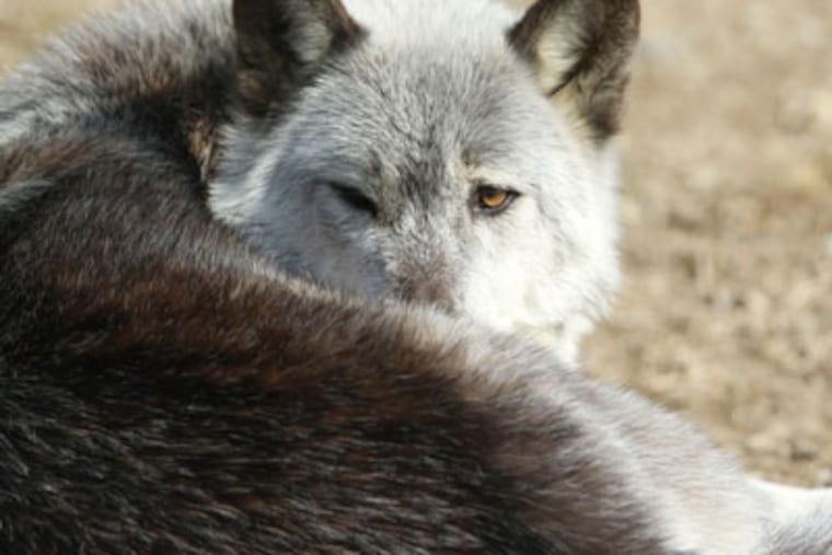 One of many grey wolves at the Pennsylvania Wolf Sanctuary in Lititz. ( DAVID SWANSON / Staff Photographer )